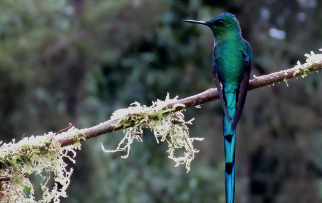 Alas, cantos y color
