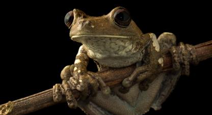 Foto: Felipe Villegas. 	Biodiversidad en los ecosistemas asociados a la desembocadura del caño Terecay en el río Tomo, Puerto Carreño y Vichada